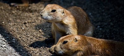 meerkat